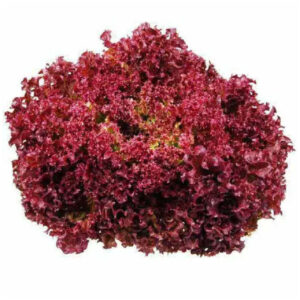 Lollo-rossa-import-1buc